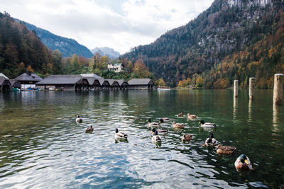 Ducks swimming in a lake