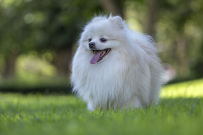 Portrait of dog on field