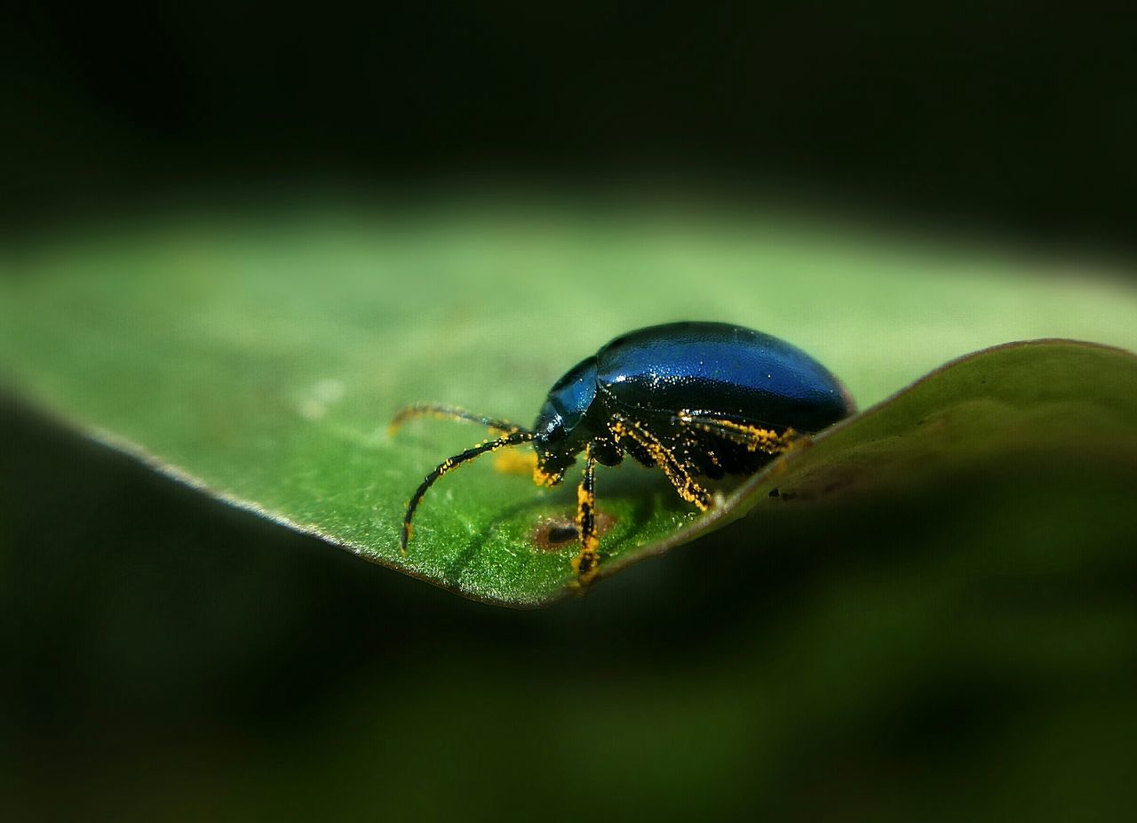 Beetle collection