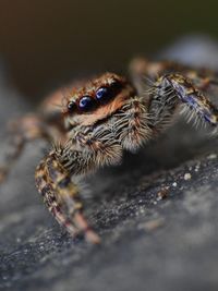 Close-up of spider