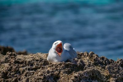 Close-up of seagull perching on rock by sea