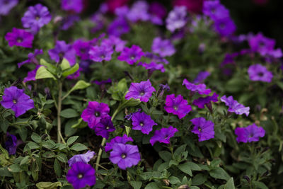 Close-up of pink flowering plants