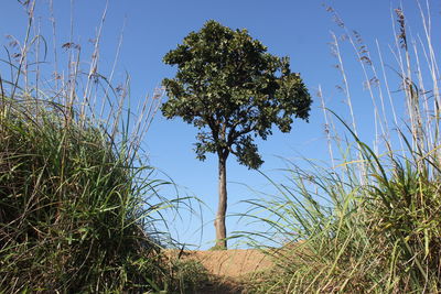 Plants growing on land against clear blue sky
