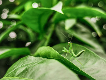 Close-up of insect on leaf