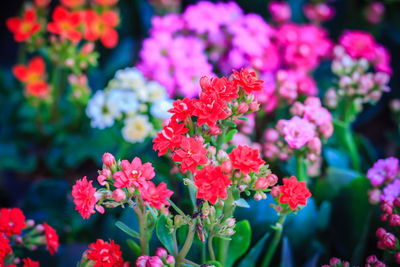 Close-up of pink flowering plants