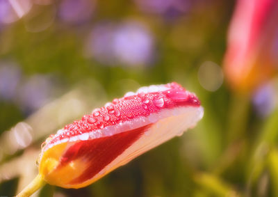 Close-up of pink flowers