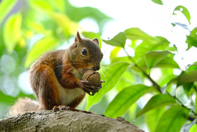 Low angle view of squirrel on branch