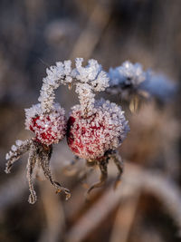 frost