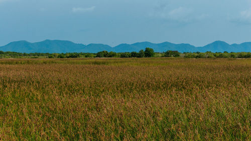 Scenic view of field against sky