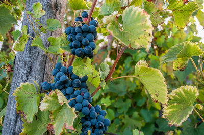 Close-up of merlot grapes on vine