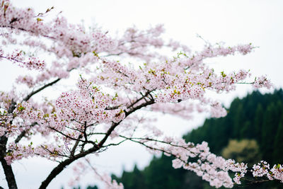 Low angle view of cherry blossoms in spring