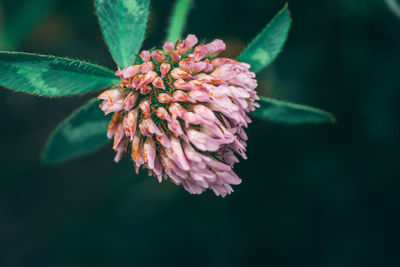 Close-up of pink flowering plant