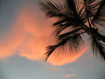 Low angle view of palm trees against cloudy sky