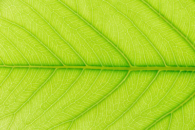 Full frame shot of green leaves