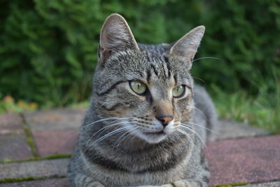 Close-up portrait of tabby cat outdoors