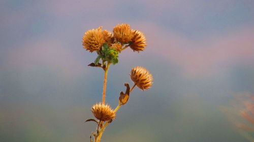 Close-up of yellow flowers