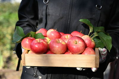 Midsection of man picking apples