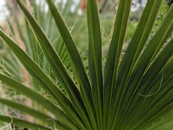 Close-up of palm tree leaves