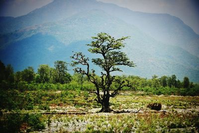 Scenic view of trees on mountain against sky