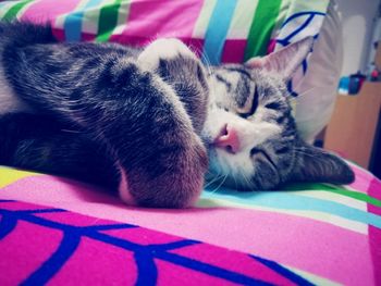 Close-up of cat sleeping on bed