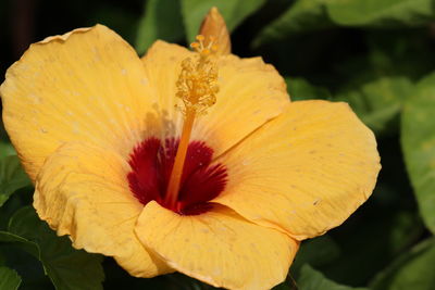 Close-up of yellow hibiscus flower