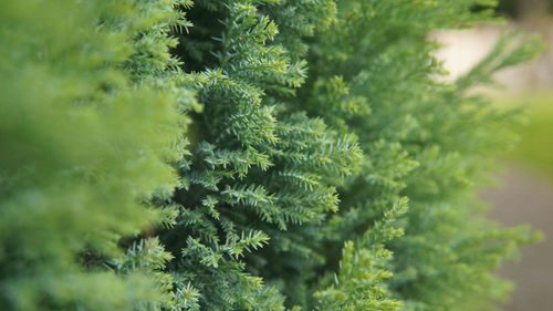 Close-up of fern leaves