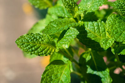 Close-up of plant