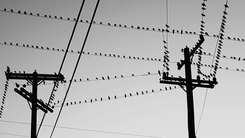 Low angle view of silhouette birds perching on cable against sky