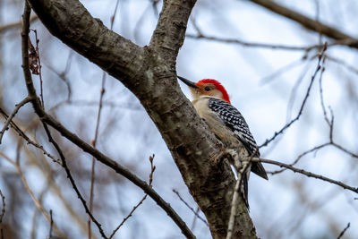 Low angle view of bird perching on branch