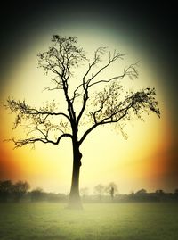 Bare trees on field at sunset