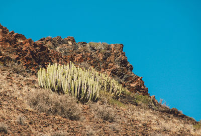 Low angle view of cactus against clear blue sky