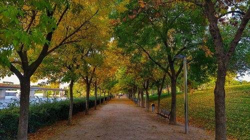 Footpath amidst trees in park during autumn