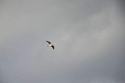 Low angle view of bird flying in sky