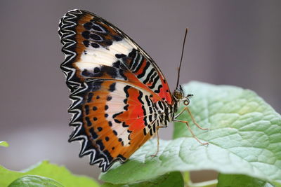 Close-up of butterfly on flower