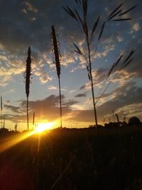 Silhouette trees on field against sky at sunset