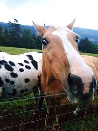 Portrait of horse against sky