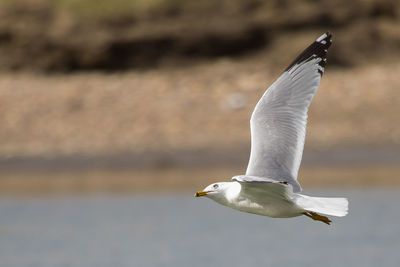 Close-up of seagull flying