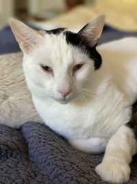 Close-up portrait of white cat