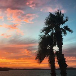 Silhouette of trees at sunset