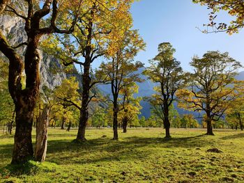 Trees on field against sky during autumn