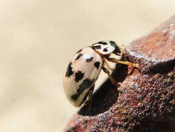 Close-up of butterfly