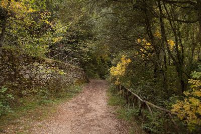 Footpath amidst trees in forest during autumn