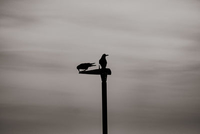 Low angle view of bird perching on wooden post