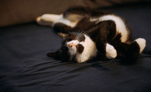 Close-up of cat lying on bed