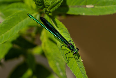 Close-up of damselfly on leaf