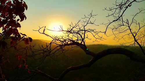 Close-up of silhouette tree against sky during sunset