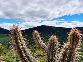 Cactus growing on field against sky