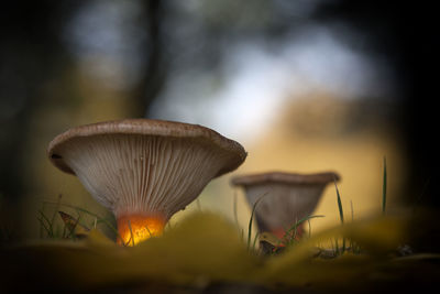 Close-up of mushroom growing on field