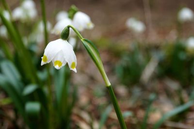 Close-up of white flower blooming outdoors