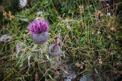 Close-up of purple flowers